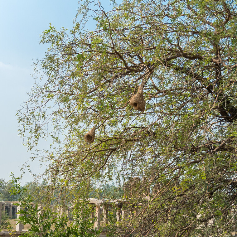 India 2014 - Hampi 020.jpg